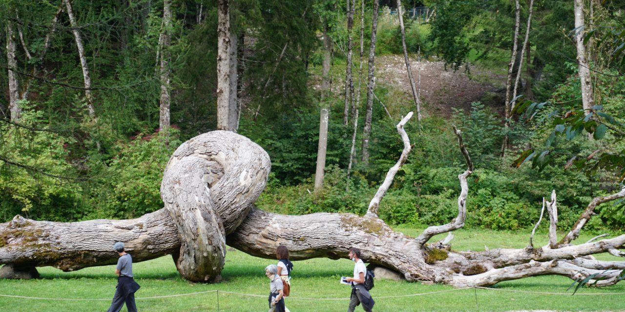 Kunst im Bergwald